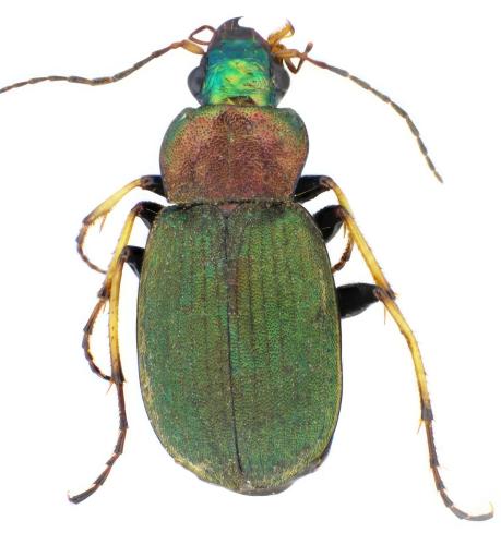 Chlaenius tibialis